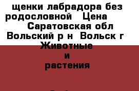 щенки лабрадора без родословной › Цена ­ 1 500 - Саратовская обл., Вольский р-н, Вольск г. Животные и растения » Собаки   . Саратовская обл.
